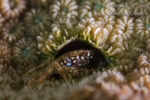 Crab in Home by Alejandro Topete 
